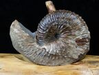 Hoploscaphites Ammonite With Custom Base - SD #16258-2